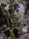 Wahlenbergia gracilis