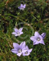 Wahlenbergia stricta