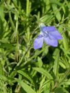 Wahlenbergia stricta