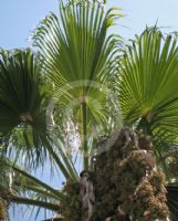 Washingtonia robusta