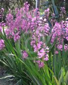 Watsonia borbonica