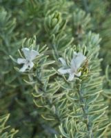 Westringia fruticosa Morning Light