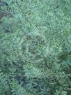 Westringia fruticosa Morning Light