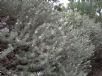 Westringia fruticosa Smokie