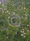 Westringia glabra