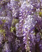 Wisteria sinensis