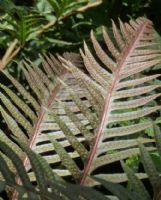 Woodwardia radicans