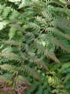 Woodwardia radicans
