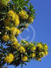 Xanthostemon chrysanthus