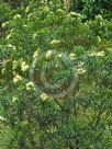 Xanthostemon verticillatus