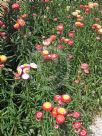 Xerochrysum bracteatum