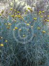 Xerochrysum bracteatum