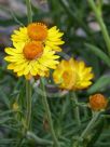 Xerochrysum viscosum