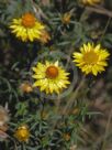 Xerochrysum viscosum