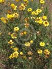 Xerochrysum viscosum