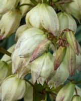 Yucca aloifolia