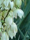 Yucca aloifolia