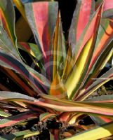 Yucca filamentosa Color Guard