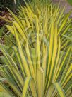 Yucca filamentosa Golden Sword