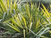 Yucca filamentosa Golden Sword