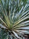 Yucca gloriosa Variegata