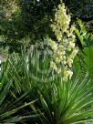 Yucca gloriosa Variegata