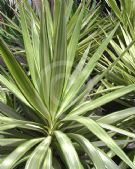 Yucca elephantipes Lemon