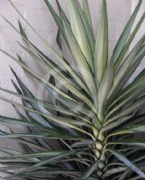 Yucca elephantipes Silver Star