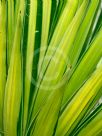 Yucca elephantipes Variegata