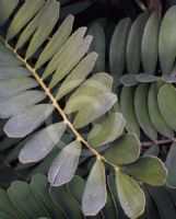 Zamia furfuracea