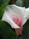 Zantedeschia aethiopica Marshmallow