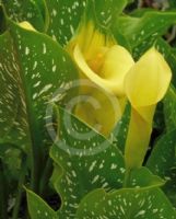 Zantedeschia elliottiana