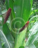 Zea mays