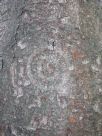 Zelkova serrata