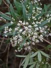 Zieria arborescens arborescens