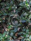 Zieria prostrata