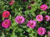 Zinnia elegans