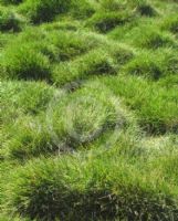 Zoysia tenuifolia