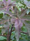 Ricinus communis