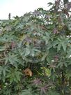 Ricinus communis