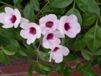 Pandorea jasminoides Rosea