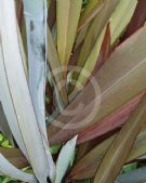 Phormium Anna Red