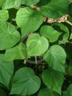 Abutilon grandifolium