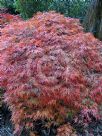 Acer palmatum Dissectum Viride Group