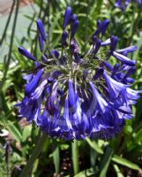 Agapanthus Black Pantha