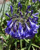 Agapanthus Black Pantha