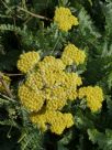 Achillea Moonshine