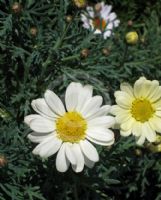 Argyranthemum Surf City