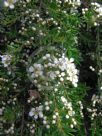 Sannantha similis