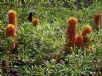 Banksia spinulosa collina Stumpy Gold